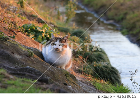 夕陽が当たる川の土手に箱座りをしてこちらを見てる三毛猫 42638615