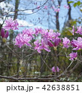 ツツジ 42638851