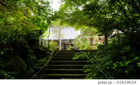 飛騨高山東山寺院群の新緑 42639034