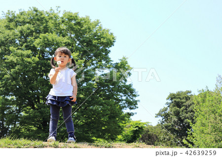 タンポポを吹く幼児(3歳児)と青空 タンポポを吹く幼児(3歳児)と青空 42639259