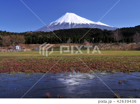 大渕公園からの富士山-7032 42639436