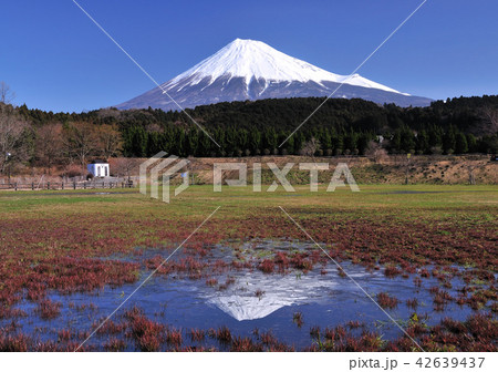 大渕公園からの逆さ富士-7036 42639437