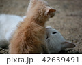 子猫の問いかけ 42639491