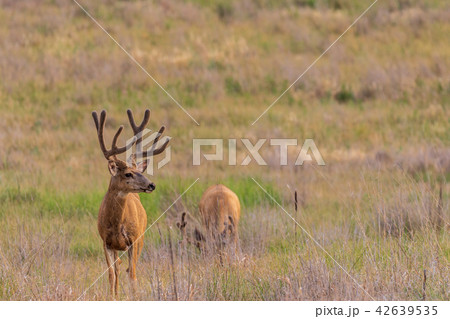 Mule Deer Buck in Velvet Mule Deer Buck in Velvet 42639535