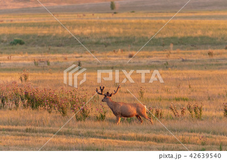 Mule Deer Buck in Velvet Mule Deer Buck in Velvet 42639540