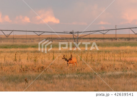 Mule Deer Buck in Velvet Mule Deer Buck in Velvet 42639541