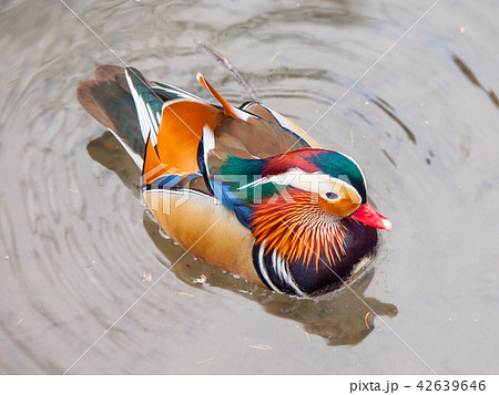 Mandarin duck, Aix galericulata, in the water. Mandarin duck, Aix galericulata, in the water. 42639646