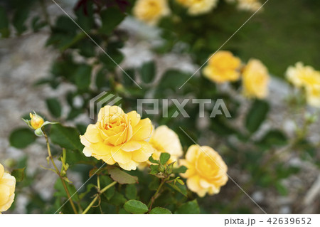 ローズガーデンのバラ（品種 ハニーパフューム） 42639652