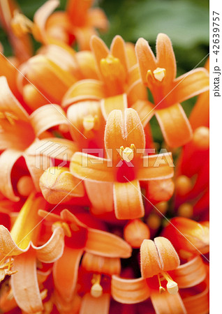 カエンカズラ 42639757