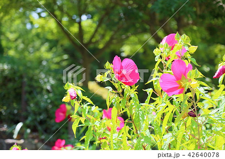 タイタンビカスの花 42640078