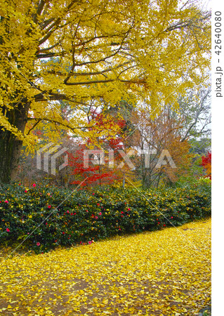 紅葉したイチョウの森 紅葉したイチョウの森 42640080