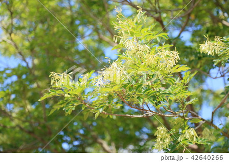 Winterharte Blhende Stauden 75 Arten Nach Farbe Und Standort
