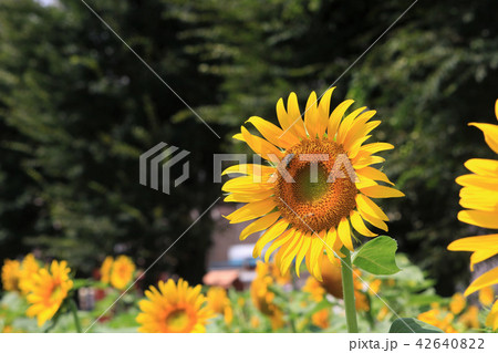 ひまわり畑 42640822