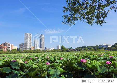 夏の不忍池２ 42641037