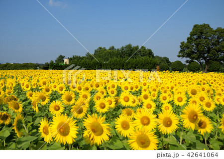 ひまわり畑 ひまわり畑 42641064