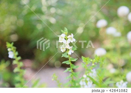 シロバナヤナギランの花 42641082