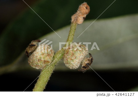 自然 植物 コナラ、五月中旬の実。春に咲いた花はその年の秋立派なドングリになります 自然 植物 コナラ、五月中旬の実。春に咲いた花はその年の秋立派なドングリになります 42641127