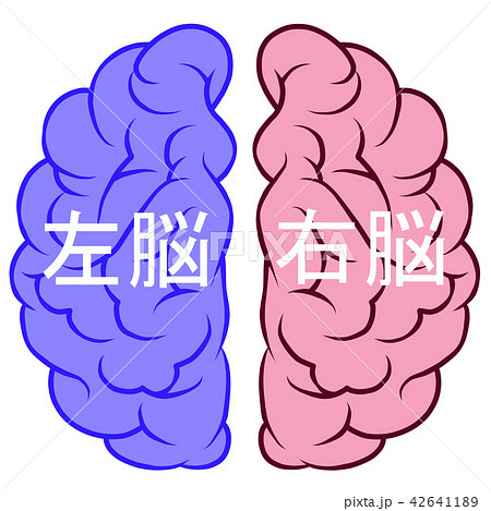 右脳と左脳のイラスト素材