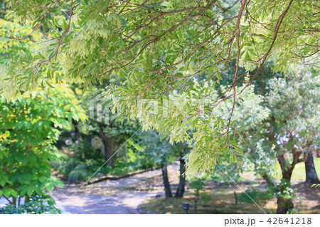 シマトリネコの木 42641218