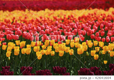 ちゅーりっぷ424 42641604