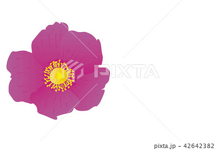 都道府県の花シンプル北海道ハマナス 42642382