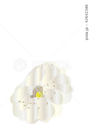 都道府県の花シンプル大分ブンゴウメ 42642386