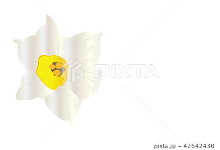 都道府県の花シンプル福井スイセン 都道府県の花シンプル福井スイセン 42642430