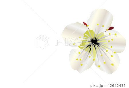 都道府県の花シンプル福岡ウメ 都道府県の花シンプル福岡ウメ 42642435