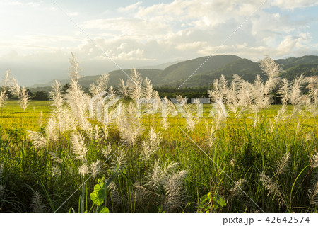 Beautiful nature meadow flower grass 42642574