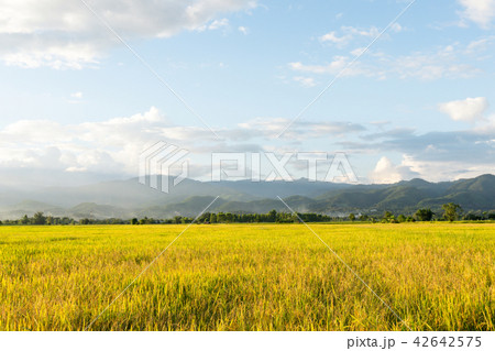 golden rice field with the blue sky golden rice field with the blue sky 42642575