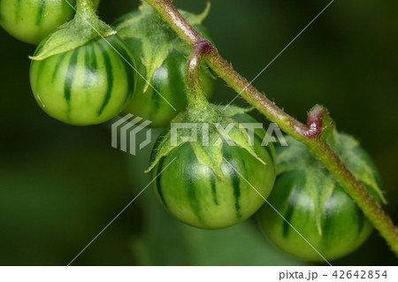 自然 植物 ワルナスビ、アメリカから世界に広がった厄介な雑草。一見おいしそうな実ですが有毒です 自然 植物 ワルナスビ、アメリカから世界に広がった厄介な雑草。一見おいしそうな実ですが有毒です 42642854
