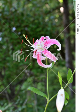 カノコユリ 42642875