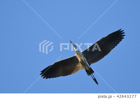 夕日の光に照らされて舞う「アオサギ」 42643277