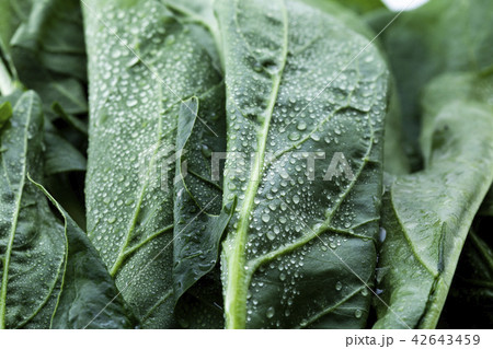 新鮮野菜　水滴　ほうれん草 42643459
