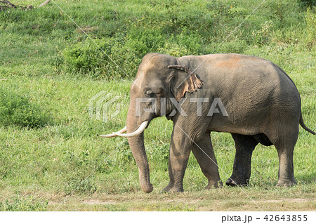 Asian elephants is eating solid in Thailand forest Asian elephants is eating solid in Thailand forest 42643855