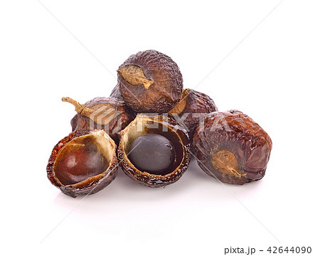 Soap nut tree isolated on  white background 42644090