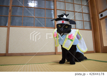 コスプレをしている黒猫の写真（桃太郎）の写真素材 [42644178] - PIXTA