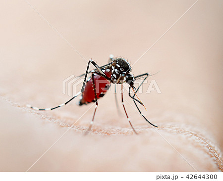 Mosquito sucking blood 42644300