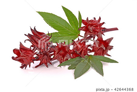 Hibiscus sabdariffa or roselle fruits 42644368