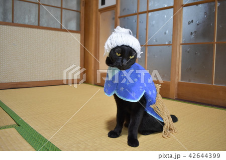 コスプレをしている黒猫の写真 浦島太郎 の写真素材