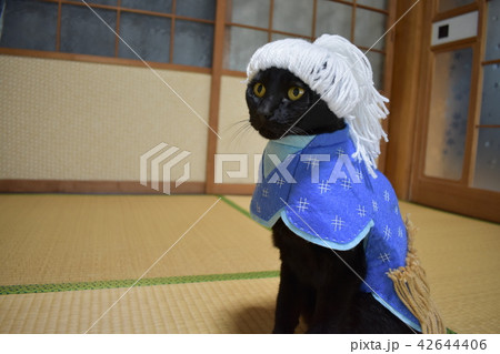コスプレをしている黒猫の写真 浦島太郎 の写真素材