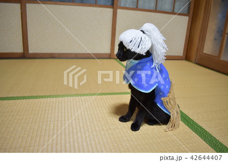 コスプレをしている黒猫の写真 浦島太郎 の写真素材