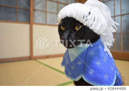 コスプレをしている黒猫の写真 浦島太郎 の写真素材