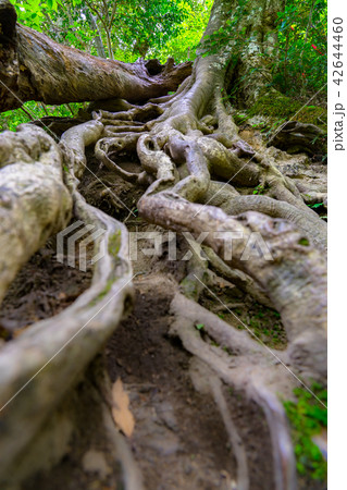 三徳山、投入堂へと続く道(鳥取県東伯郡三朝町三徳)※作品コメント欄に撮影位置あり 三徳山、投入堂へと続く道(鳥取県東伯郡三朝町三徳)※作品コメント欄に撮影位置あり 42644460