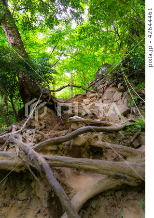 三徳山、投入堂へと続く道(鳥取県東伯郡三朝町三徳)※作品コメント欄に撮影位置あり 三徳山、投入堂へと続く道(鳥取県東伯郡三朝町三徳)※作品コメント欄に撮影位置あり 42644461