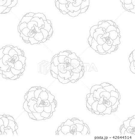 Begonia Flower, Picotee Outline on Background 42644514