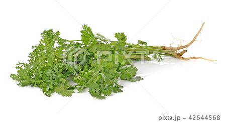 parsley isolated on white background. 42644568