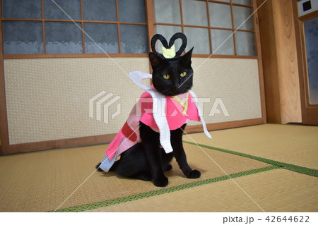 コスプレをしている黒猫の写真 乙姫 の写真素材