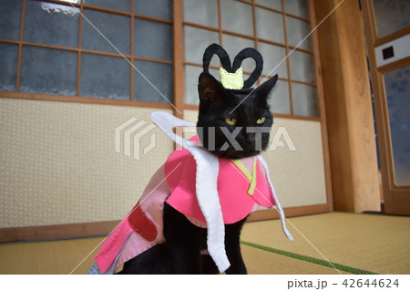 コスプレをしている黒猫の写真 乙姫 の写真素材