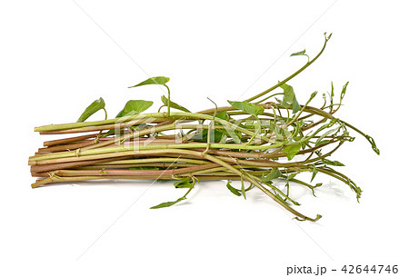 Swamp Morning Glory isolated on white background. Swamp Morning Glory isolated on white background. 42644746